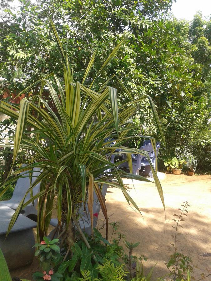Appartamento Family Nest Dambulla Esterno foto
